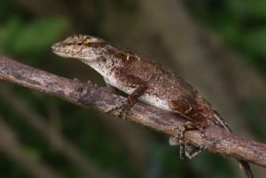 Monteverde: Night Walk in the Magical Forest