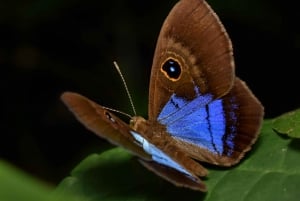 Monteverde: Night Walk in the Magical Forest