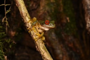 Monteverde: Night Walk in the Magical Forest