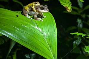 Monteverde: Nattevandring i den magiske skov