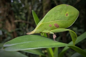 Monteverde: Nattevandring i den magiske skov