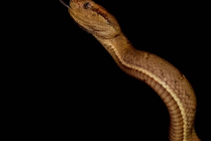 Monteverde: Nattevandring i den magiske skov