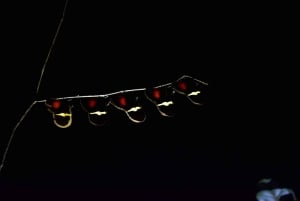 Monteverde: Nattevandring i den magiske skov