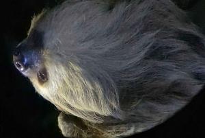 Monteverde: Nattevandring i den magiske skov