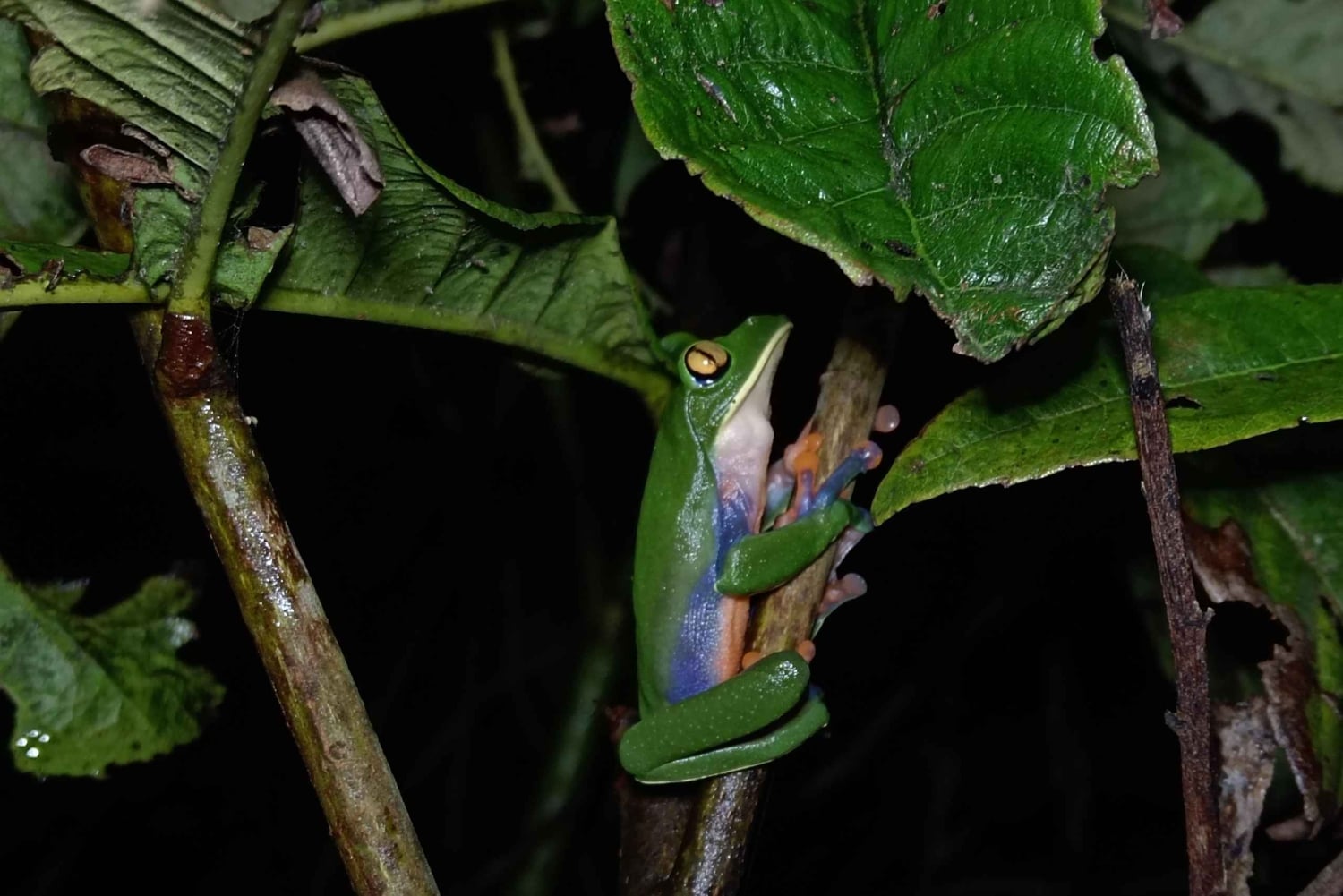 Monteverde: Nattvandring gjennom skogen med guide