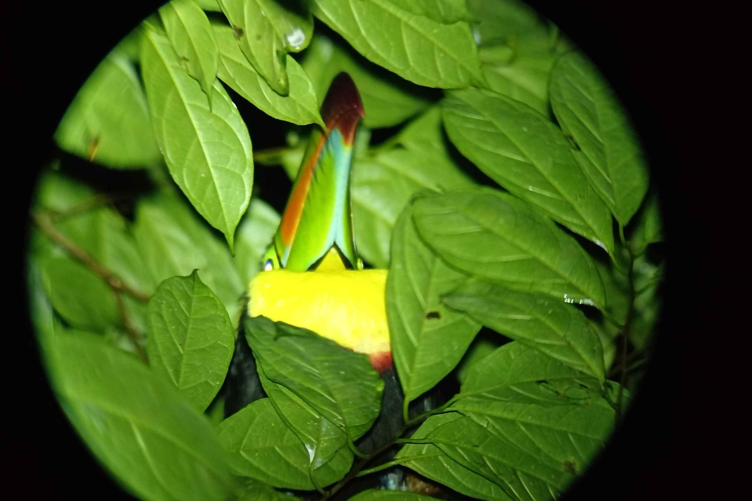 Monteverde: Nattvandring gjennom skogen med guide