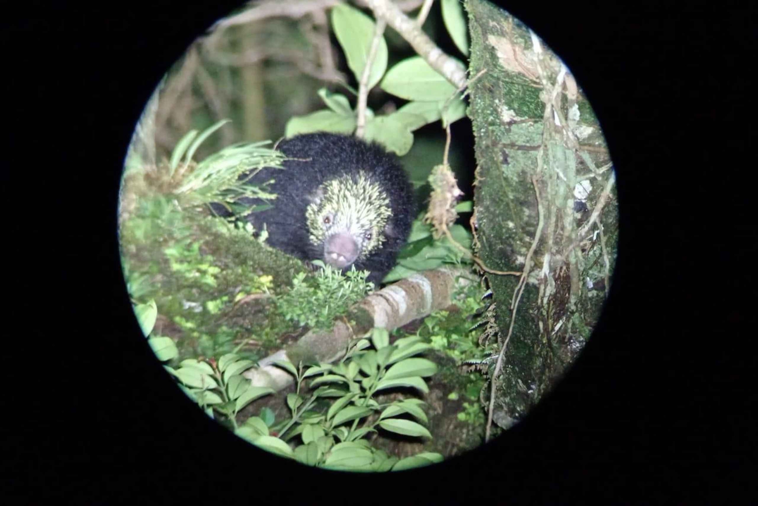 Monteverde: Nattvandring gjennom skogen med guide