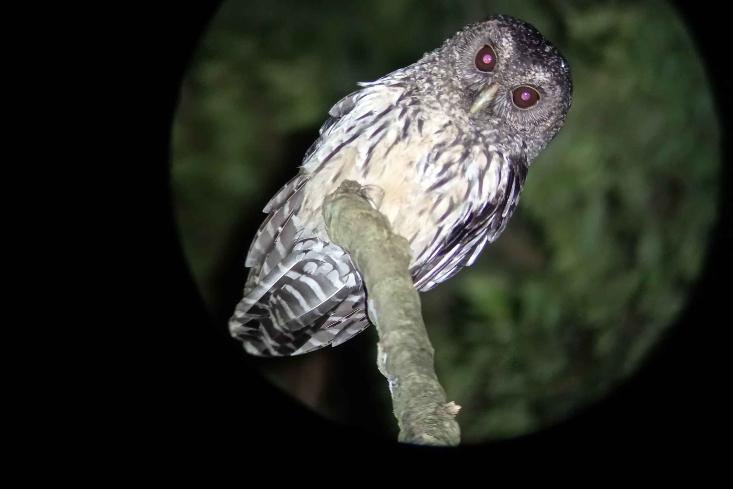 Monteverde: Nattvandring gjennom skogen med guide