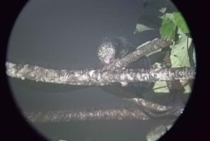 Monteverde: Nocny spacer po lesie z przewodnikiem