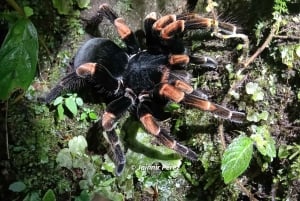 Monteverde: Nocny spacer po lesie z przewodnikiem