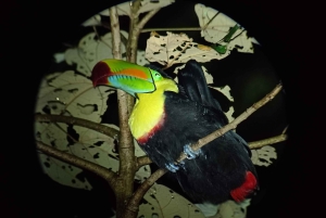 Monteverde: Nattvandring gjennom skogen med guide