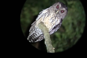 Monteverde: Nattvandring gjennom skogen med guide