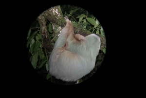 Monteverde: Nattvandring gjennom skogen med guide