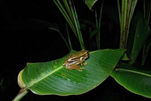 Monteverde: Nattvandring gjennom skogen med guide
