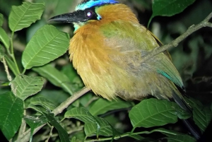 Monteverde: Nattvandring gjennom skogen med guide