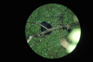 Monteverde: Nattvandring gjennom skogen med guide