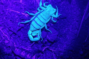 Monteverde: Nattvandring gjennom skogen med guide