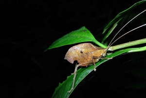 Monteverde: Nattvandring gjennom skogen med guide