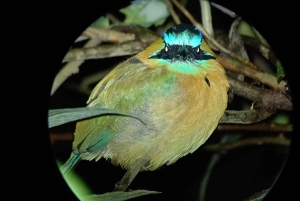 Monteverde: Nattvandring gjennom skogen med guide