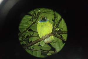 Monteverde: Nattvandring gjennom skogen med guide