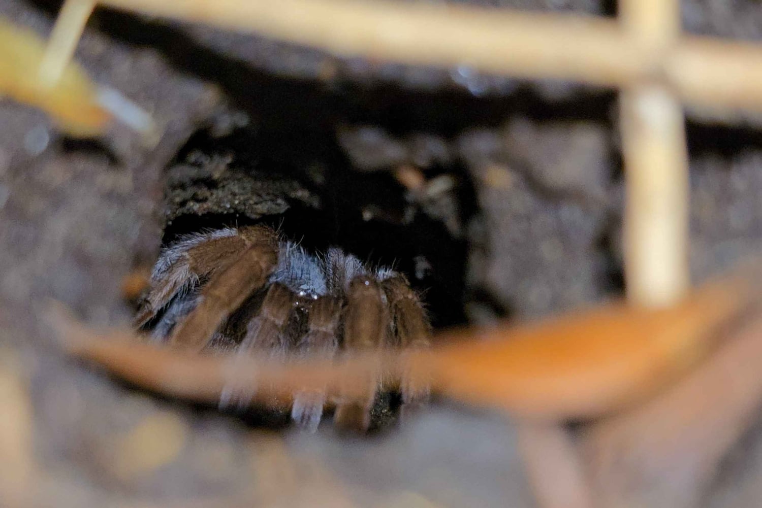 Монтеверде: ночная прогулка с гидом и фонариками