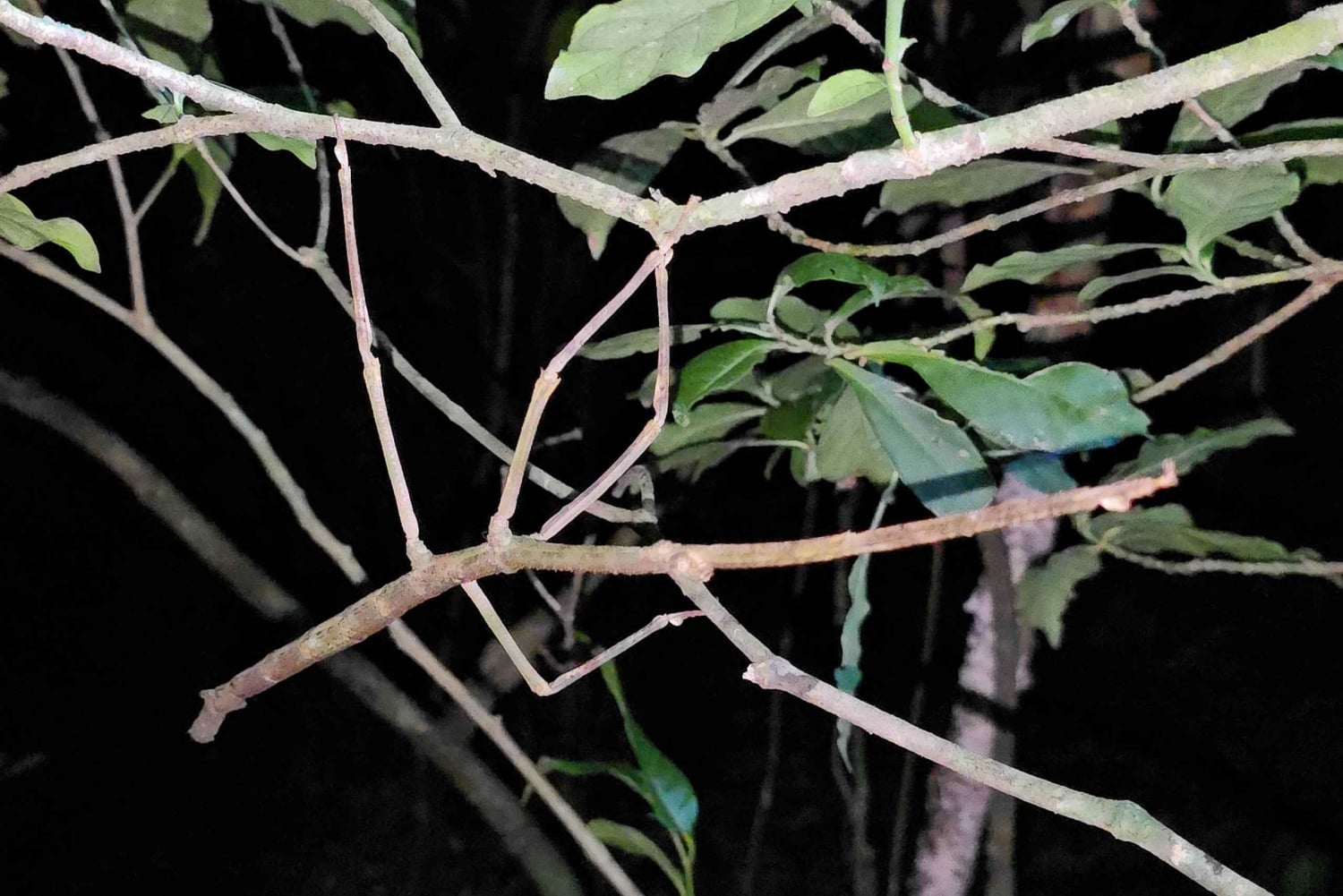 Монтеверде: ночная прогулка с гидом и фонариками