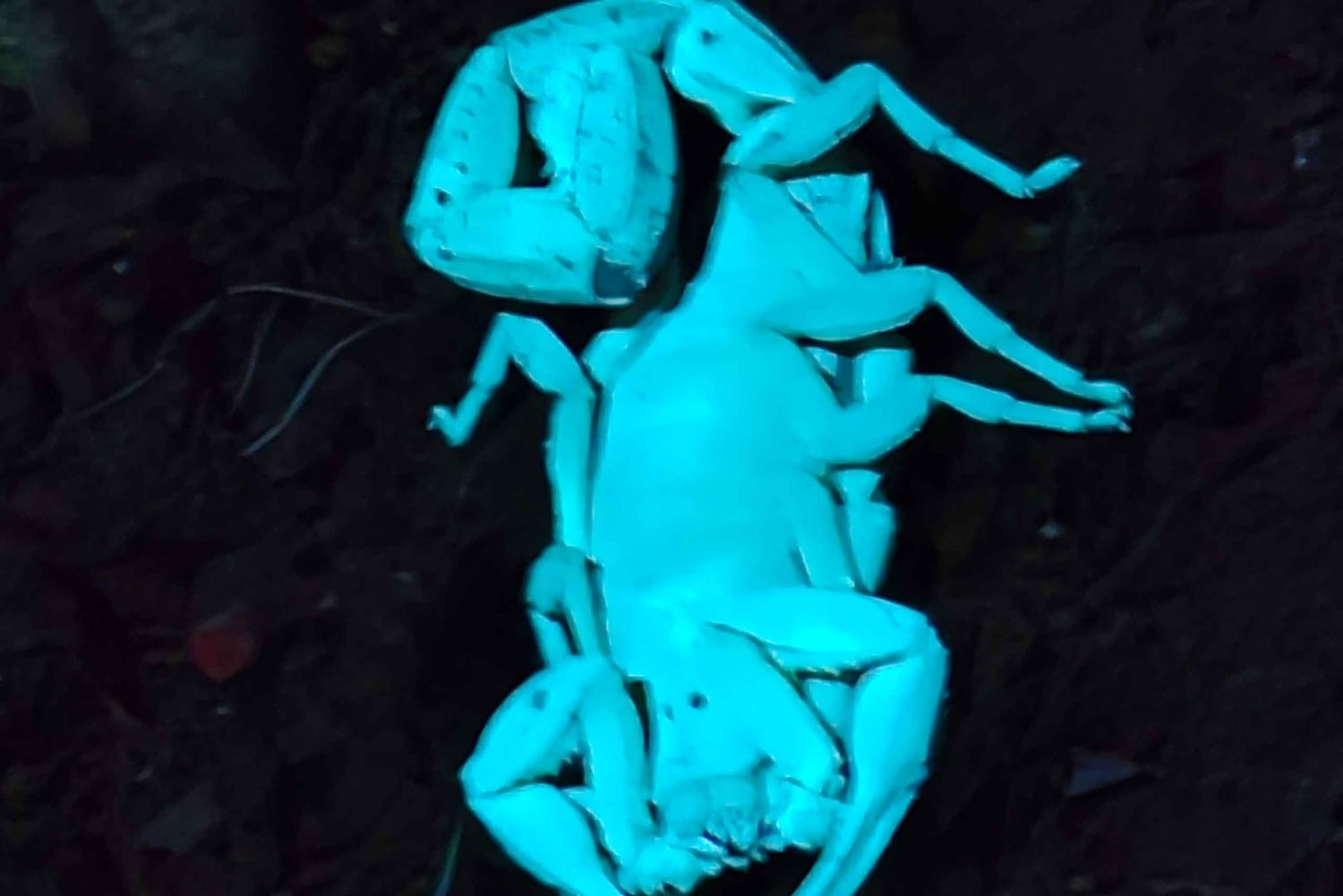 Монтеверде: ночная прогулка с гидом и фонариками