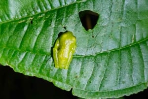 Монтеверде: ночная прогулка с гидом и фонариками