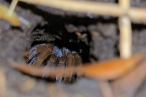 Монтеверде: ночная прогулка с гидом и фонариками