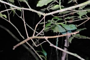 Монтеверде: ночная прогулка с гидом и фонариками