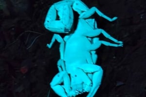 Монтеверде: ночная прогулка с гидом и фонариками