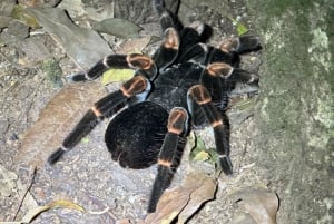 Монтеверде: ночная прогулка с гидом и фонариками