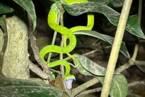 Монтеверде: ночная прогулка с гидом и фонариками