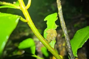 Монтеверде: ночная прогулка с гидом и фонариками