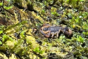 Монтеверде: ночная прогулка с гидом и фонариками