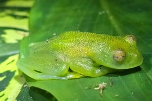 Монтеверде: ночная прогулка с гидом и фонариками