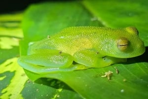 Монтеверде: ночная прогулка с гидом и фонариками