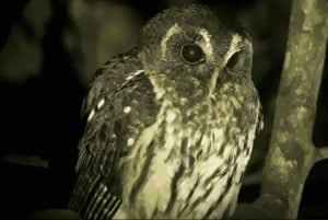 Monteverde: Nocturnal Wildlife Refuge Guided Tour