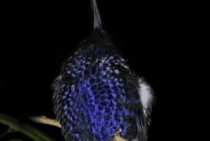 Monteverde: Nocturnal Wildlife Refuge Guided Tour