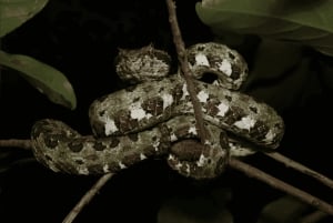 Monteverde: Nocturnal Wildlife Refuge Guided Tour