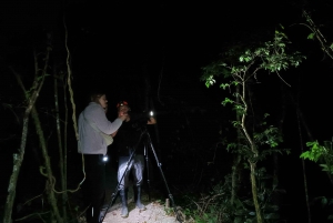 Monteverde: Nocturnal Wonders Tour