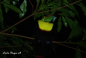 Monteverde: Nocturnal Wonders Tour