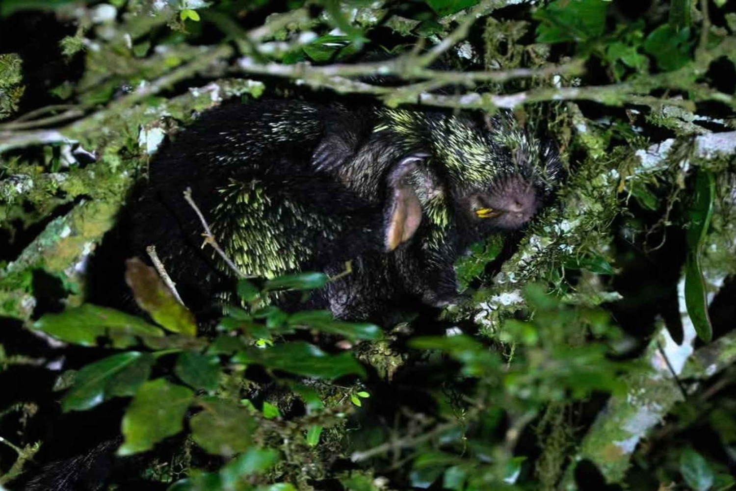 Monteverde: Nocna wędrówka po Oktari Monteverde