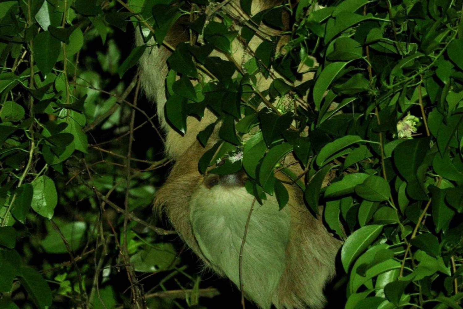Monteverde: Nocna wędrówka po Oktari Monteverde