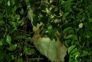 Monteverde: Nocna wędrówka po Oktari Monteverde