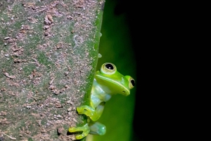 Monteverde: Nocna wędrówka po Oktari Monteverde