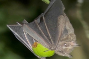 Monteverde: Nocna wędrówka po Oktari Monteverde