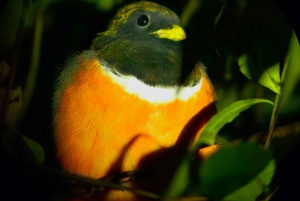 Monteverde: Nocna wędrówka po Oktari Monteverde