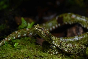 Monteverde: Nocna wędrówka po Oktari Monteverde