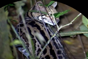 Monteverde: Nocna wędrówka po Oktari Monteverde